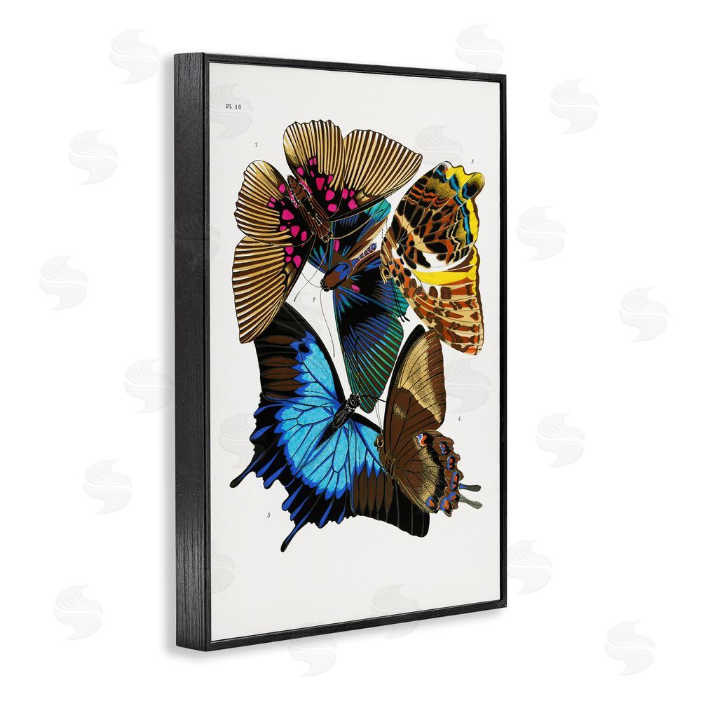 1x Victorian Naturalist Butterflies Black Framed Giclee Wall Art Print