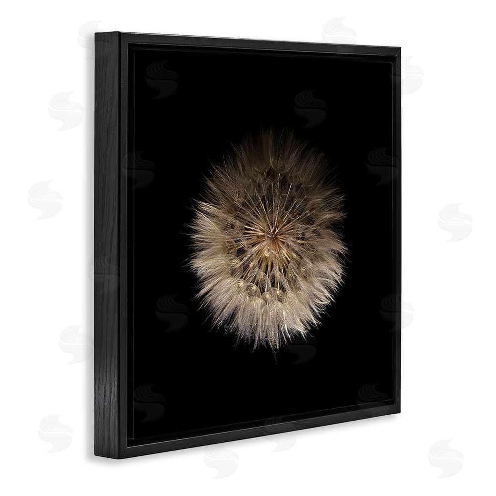 Beth Adoette Wispy Dandelion on Black Black Floating Frame Stretched Canvas Wall Art Print