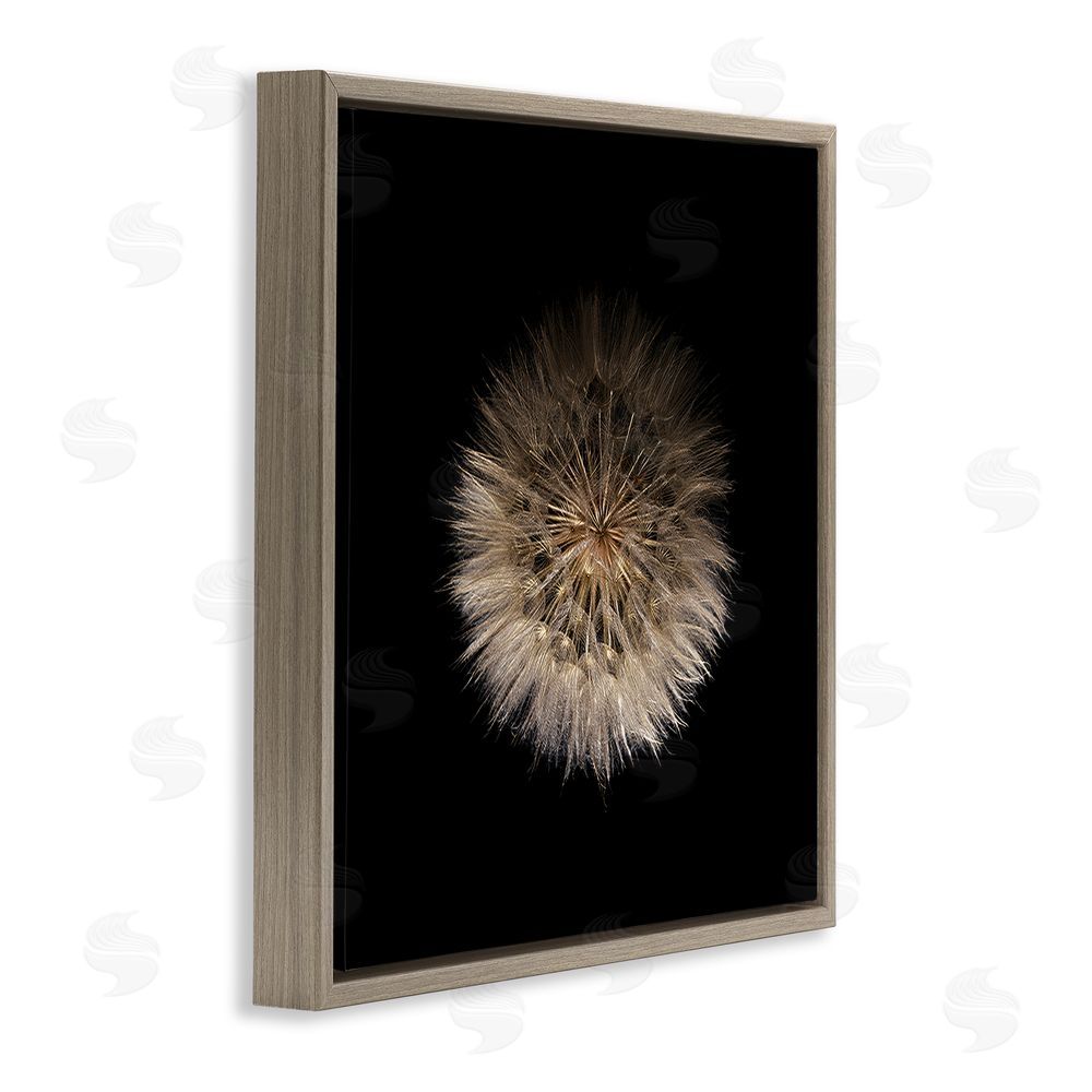 Beth Adoette Wispy Dandelion on Black Brown Floating Frame Stretched Canvas Wall Art Print