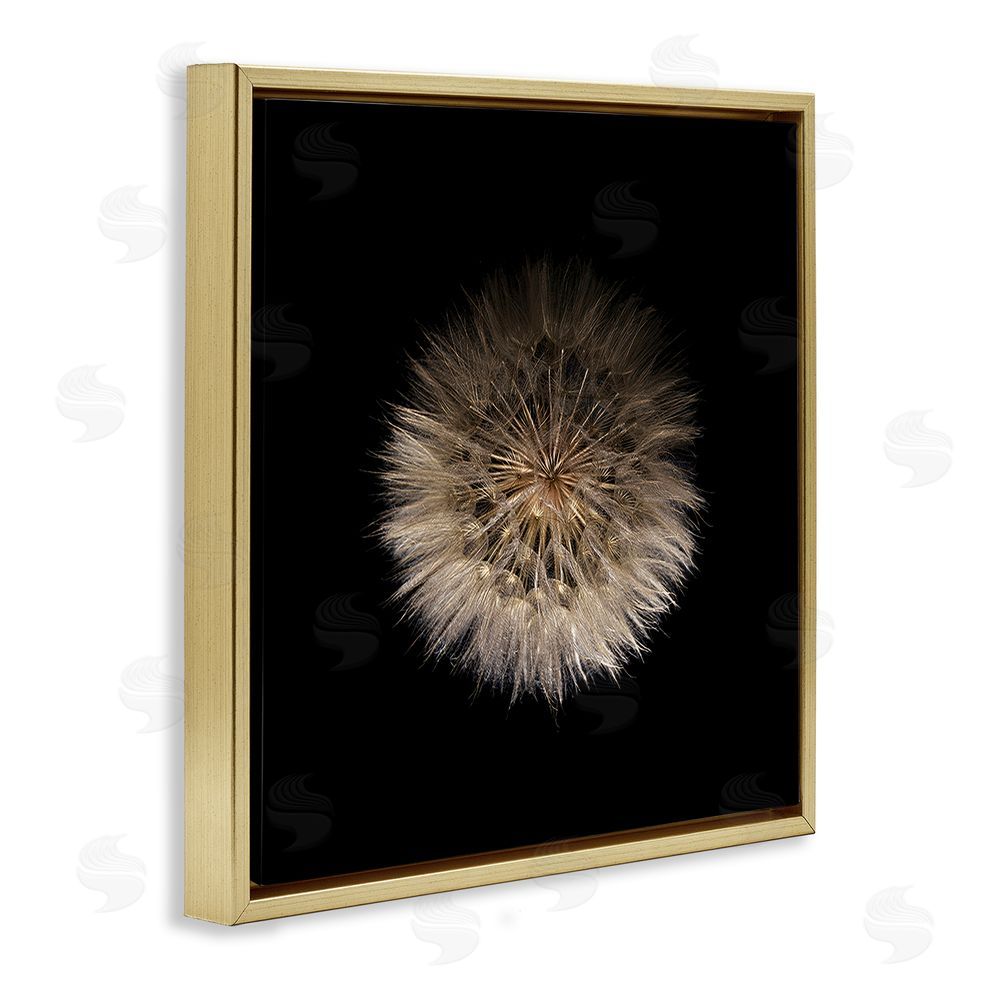 Beth Adoette Wispy Dandelion on Black Gold Floating Frame Stretched Canvas Wall Art Print