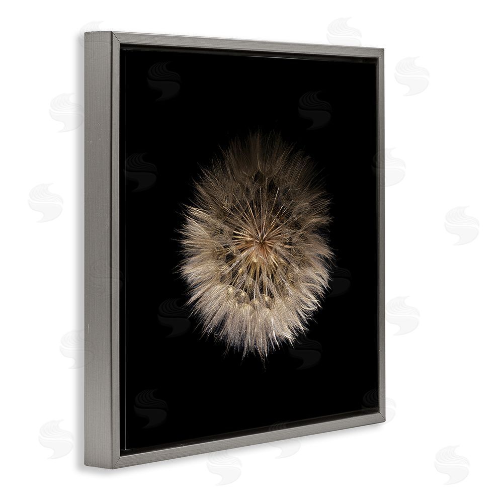 Beth Adoette Wispy Dandelion on Black Gray Floating Frame Stretched Canvas Wall Art Print