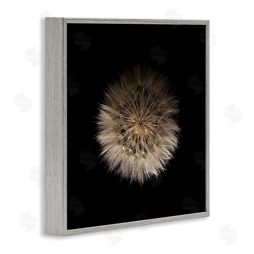 Beth Adoette Wispy Dandelion on Black Gray Framed Giclee Wall Art Print