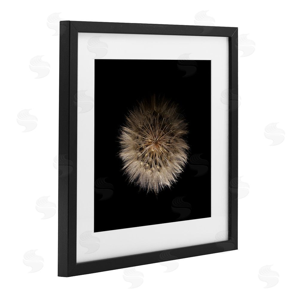 Beth Adoette Wispy Dandelion on Black Black Framed Print Under Glass with Matting Wall Art