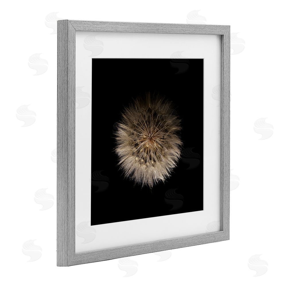 Beth Adoette Wispy Dandelion on Black Gray Framed Print Under Glass with Matting Wall Art
