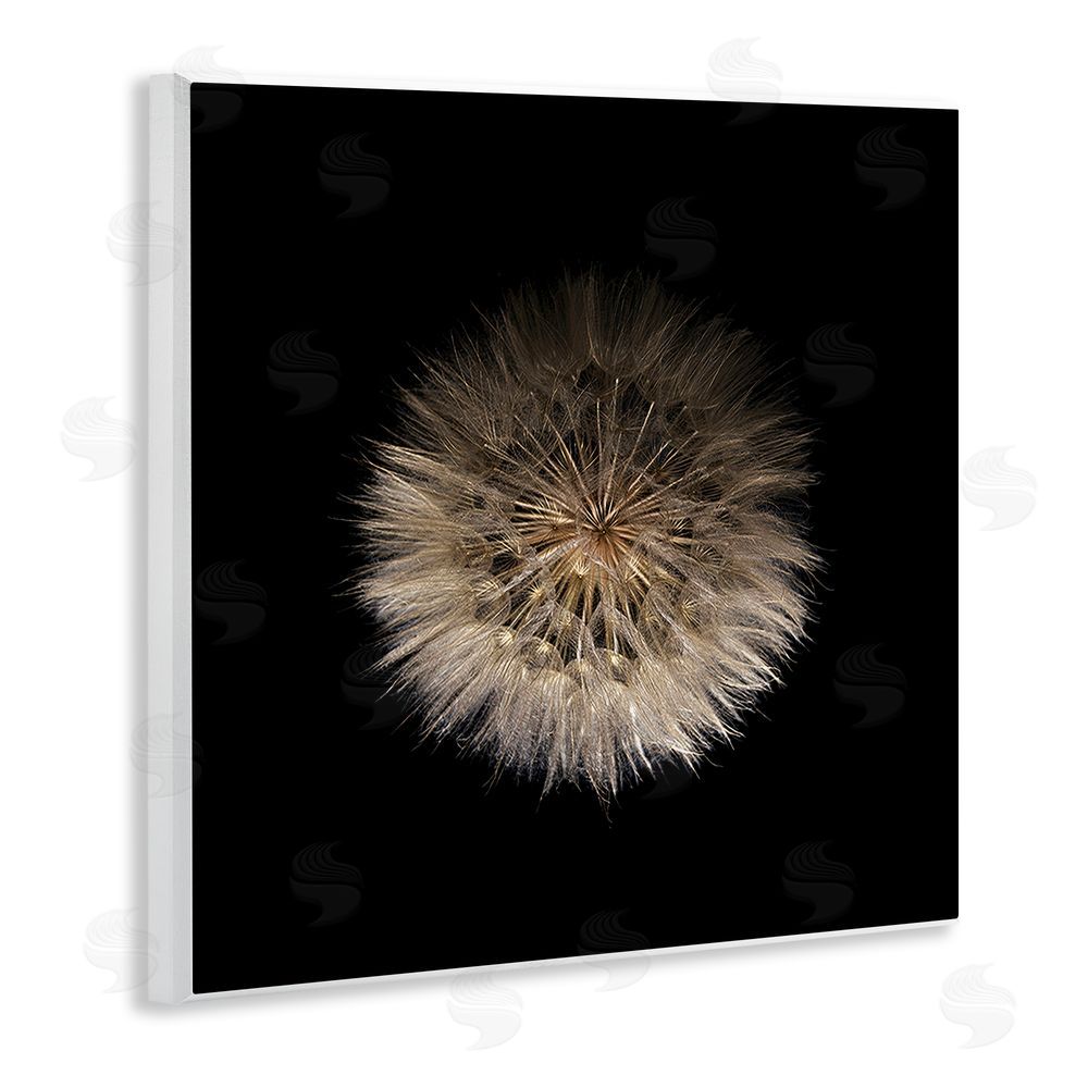 Beth Adoette Wispy Dandelion on Black Wall Plaque Art Print with White Foil Wrap