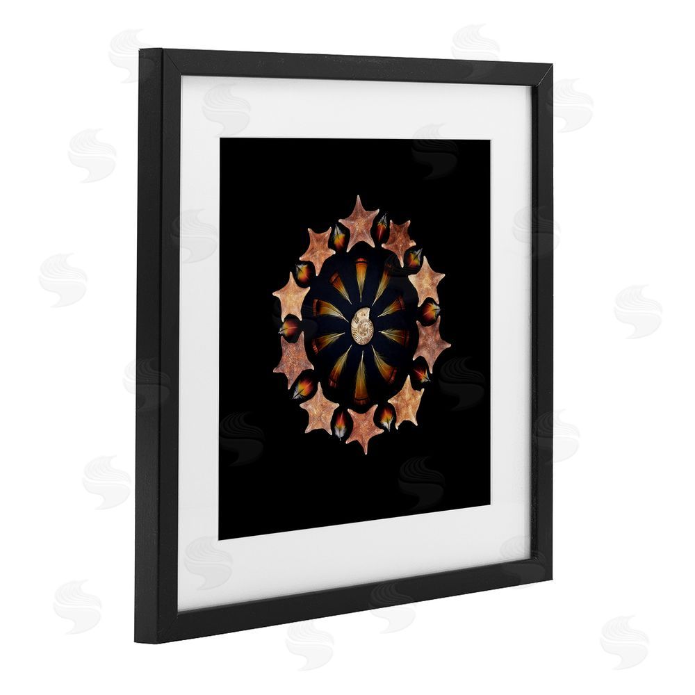 Beth Adoette Nautical Nature Arrangement Black Framed Print Under Glass Wall Art