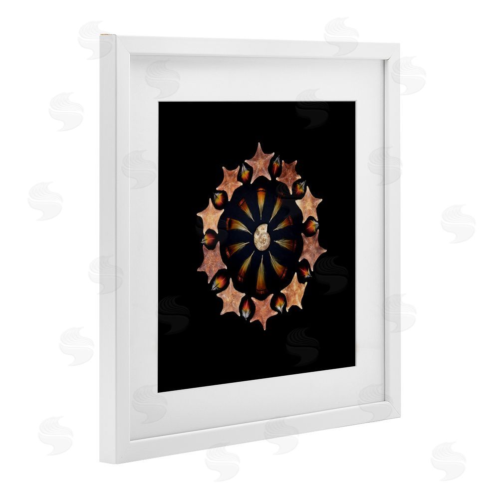 Beth Adoette Nautical Nature Arrangement White Framed Print Under Glass Wall Art