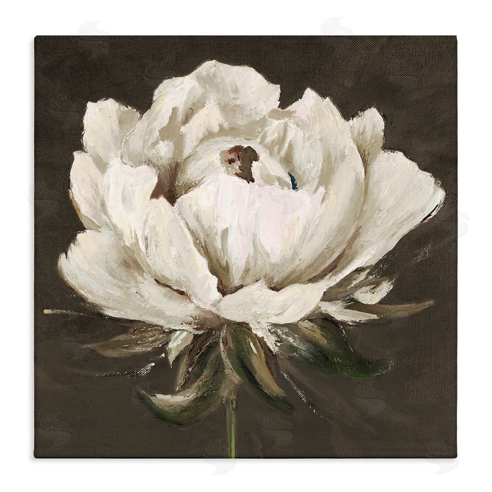Patricia Pinto Pretty Rose Bloom on Brown Stretched Canvas Wall Art Print
