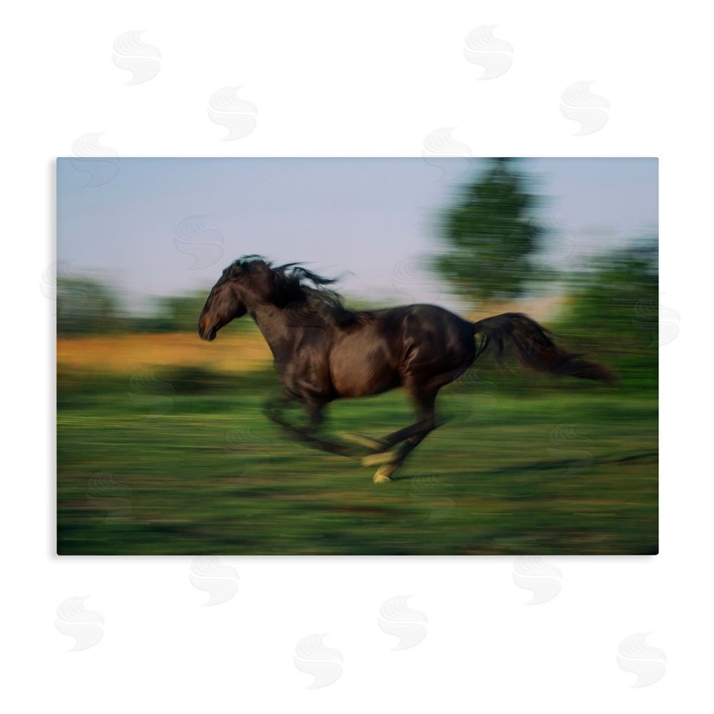Scott Stulberg Dashing Camargue Racehorse Stretched Canvas Wall Art
