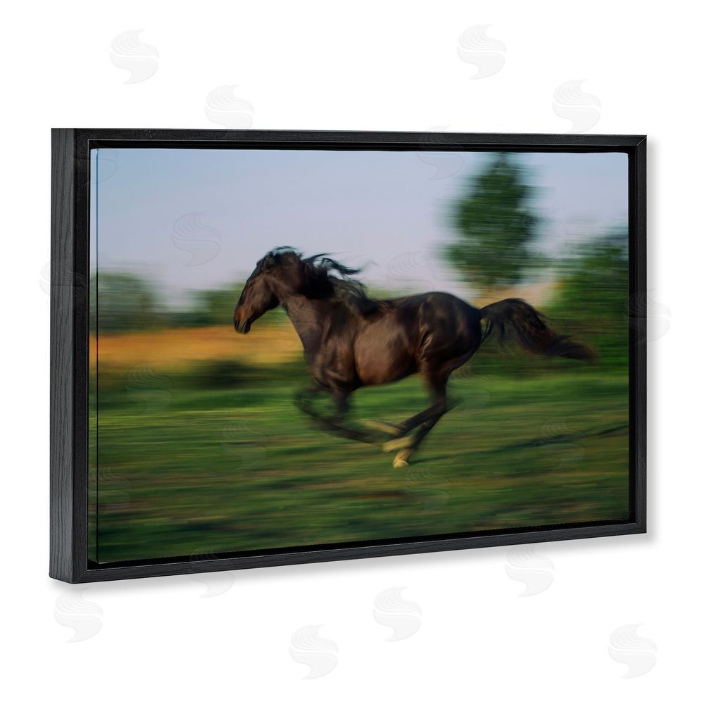 Scott Stulberg Dashing Camargue Racehorse Black Floating Frame Canvas Wall Art Print