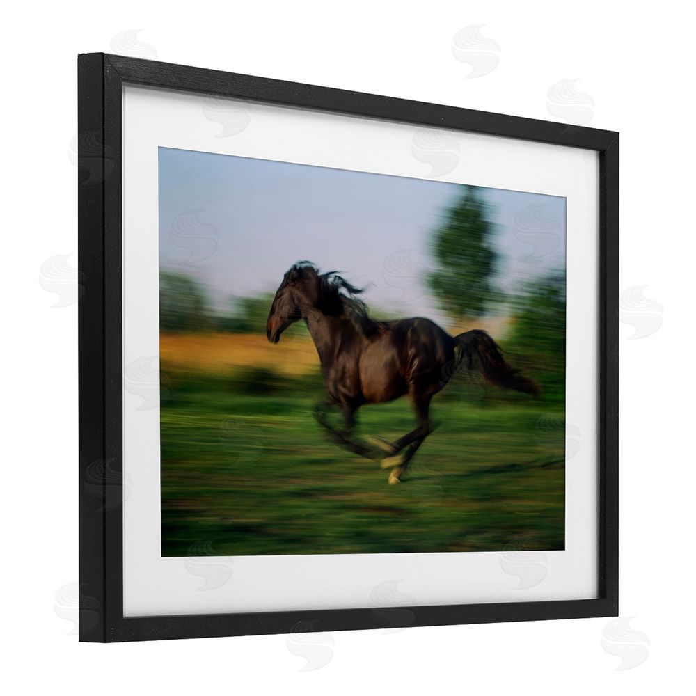 Scott Stulberg Dashing Camargue Racehorse Black Framed Print Under Glass Wall Art