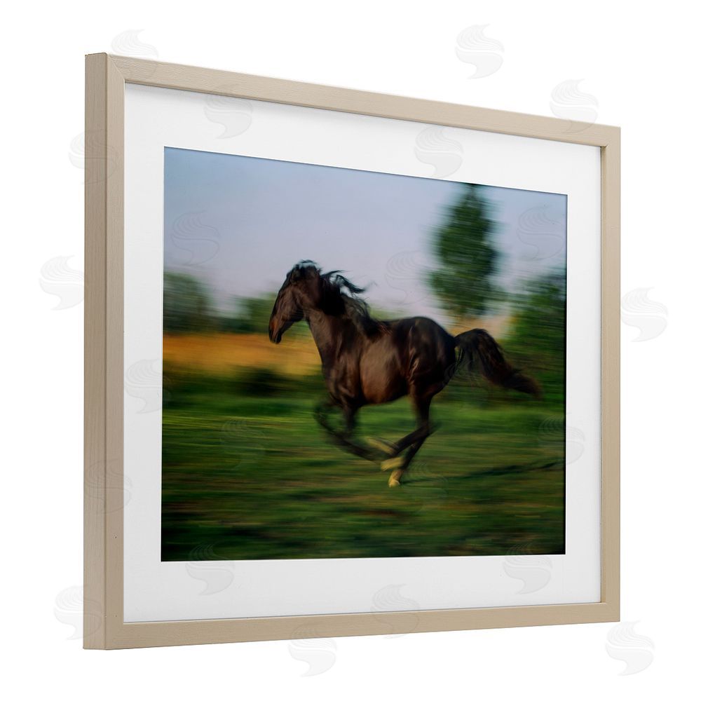 Scott Stulberg Dashing Camargue Racehorse Brown Framed Print Under Glass Wall Art