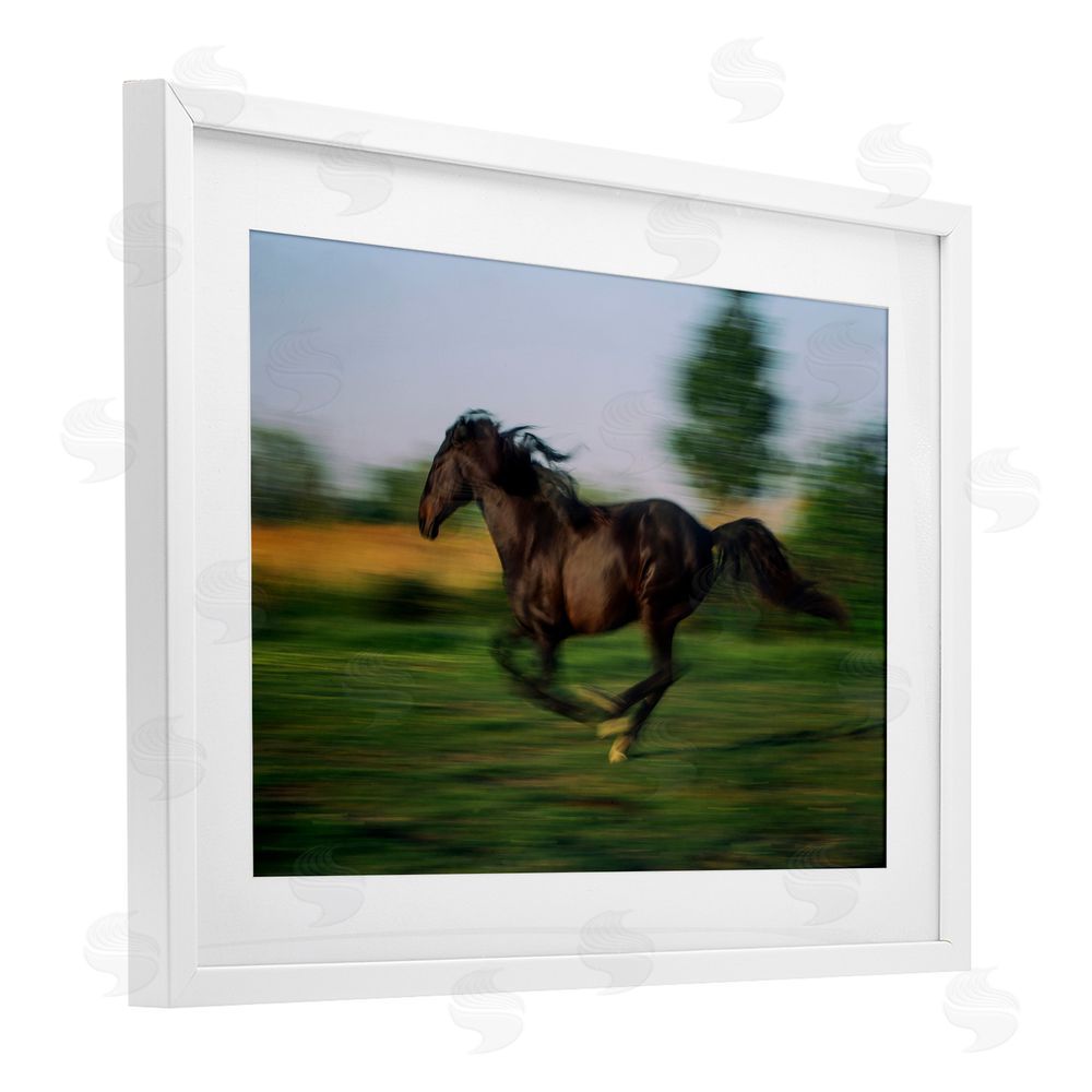 Scott Stulberg Dashing Camargue Racehorse White Framed Print Under Glass Wall Art