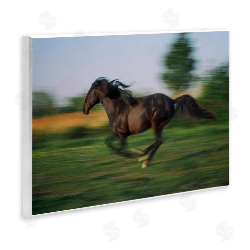Scott Stulberg Dashing Camargue Racehorse Wall Plaque with Fixed Lithograph Print