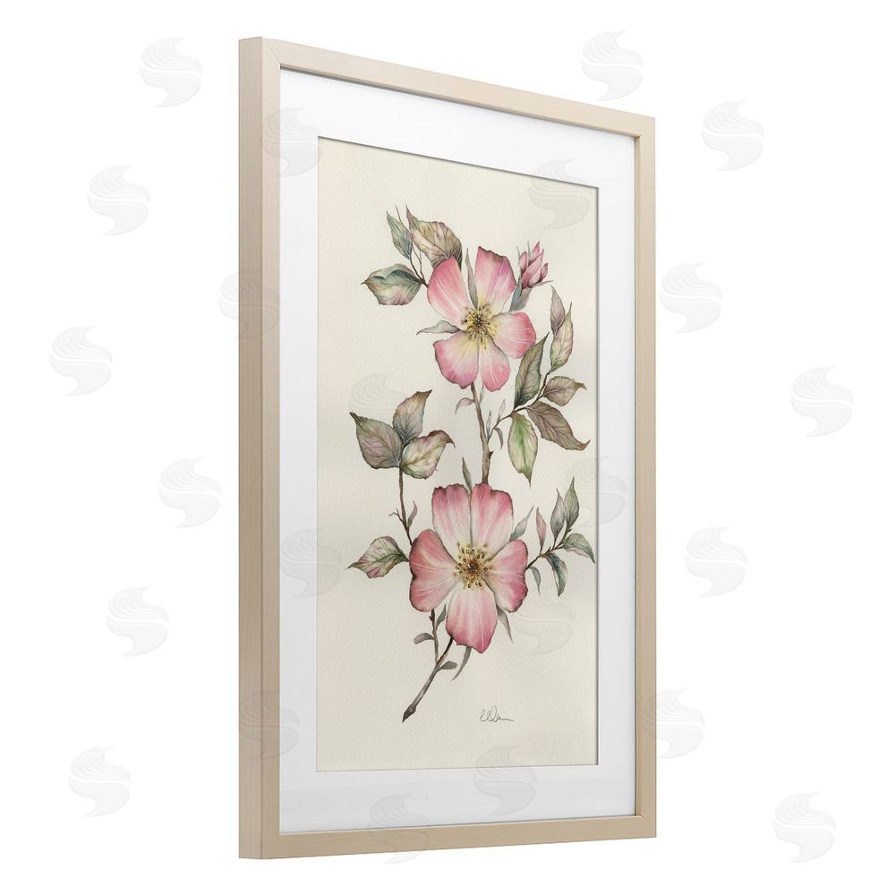 Cady Driver Two Flowers Natural Study Brown Framed Print Under Glass with White Mat Wall Art