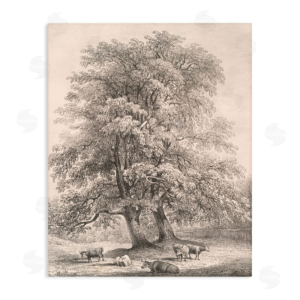 Wild Apple Portfolio Ash Trees at Bolton Abbey Stretched Canvas Wall Art Print