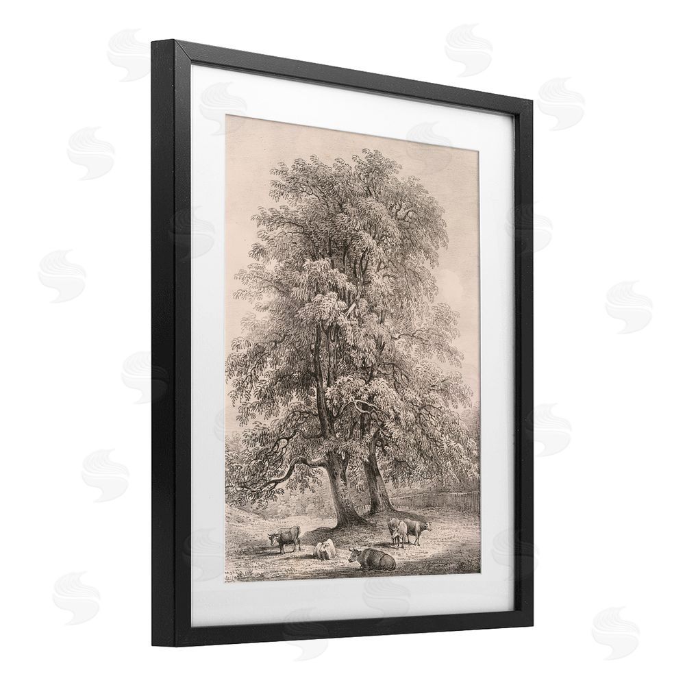 Wild Apple Portfolio Ash Trees at Bolton Abbey Black Framed Print Under Glass Wall Art