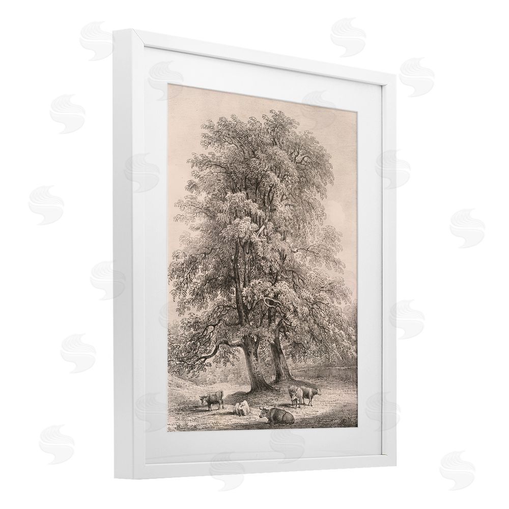 Wild Apple Portfolio Ash Trees at Bolton Abbey White Framed Print Under Glass Wall Art