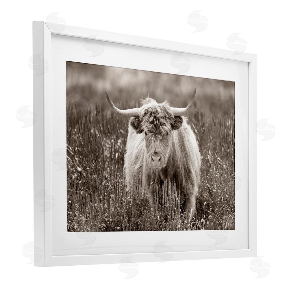Steve Smith A Field & Cattle White Framed Print Under Glass Wall Art