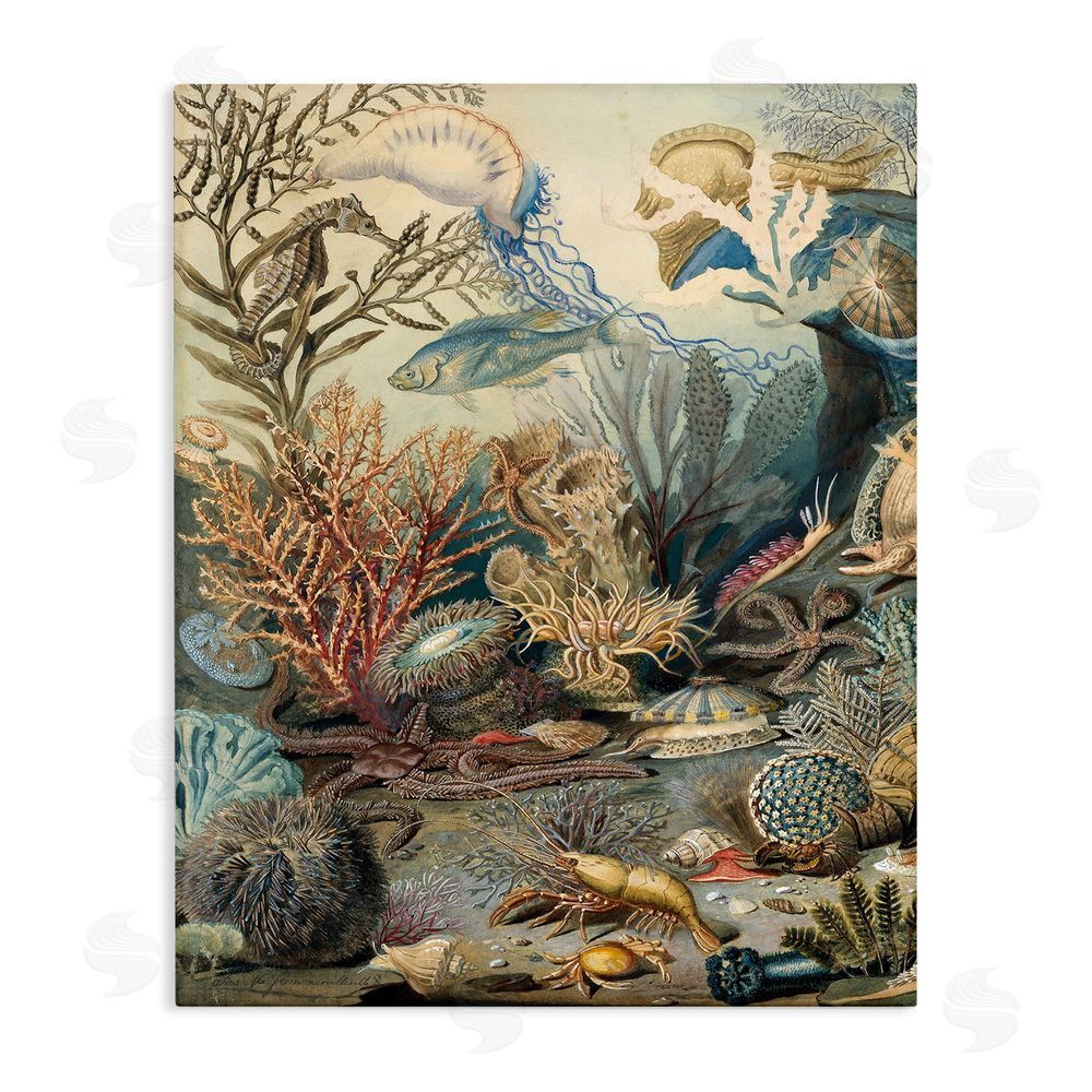 Lil' Rue Aquatic Creatures & Fauna Stretched Canvas Wall Art Print