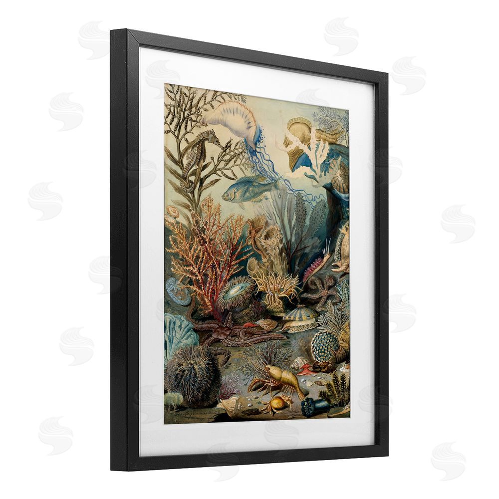 Lil' Rue Aquatic Creatures & Fauna Black Framed Print Under Glass Wall Art