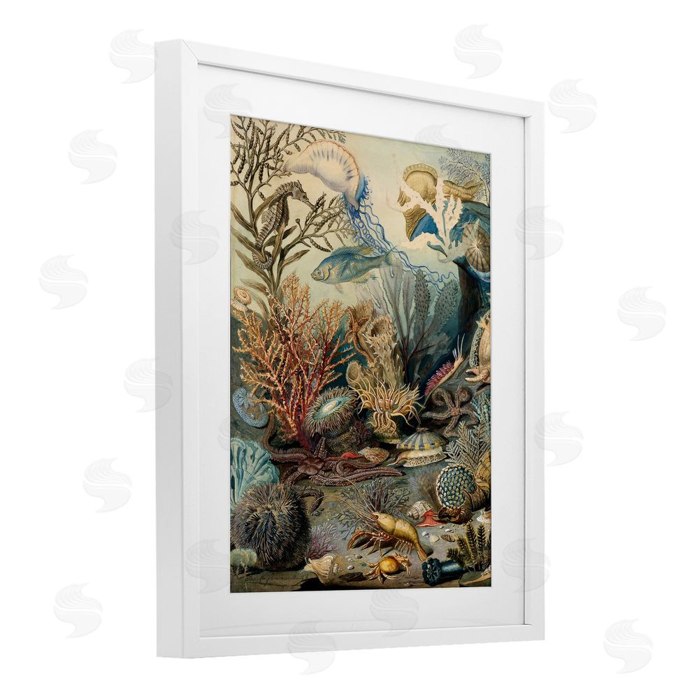 Lil' Rue Aquatic Creatures & Fauna White Framed Print Under Glass Wall Art