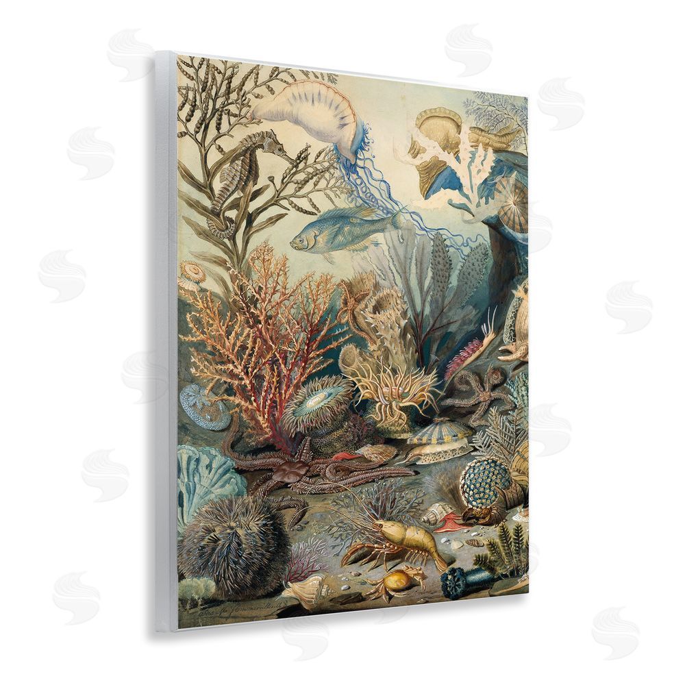 Lil' Rue Aquatic Creatures & Fauna Wooden Wall Plaque Art Print