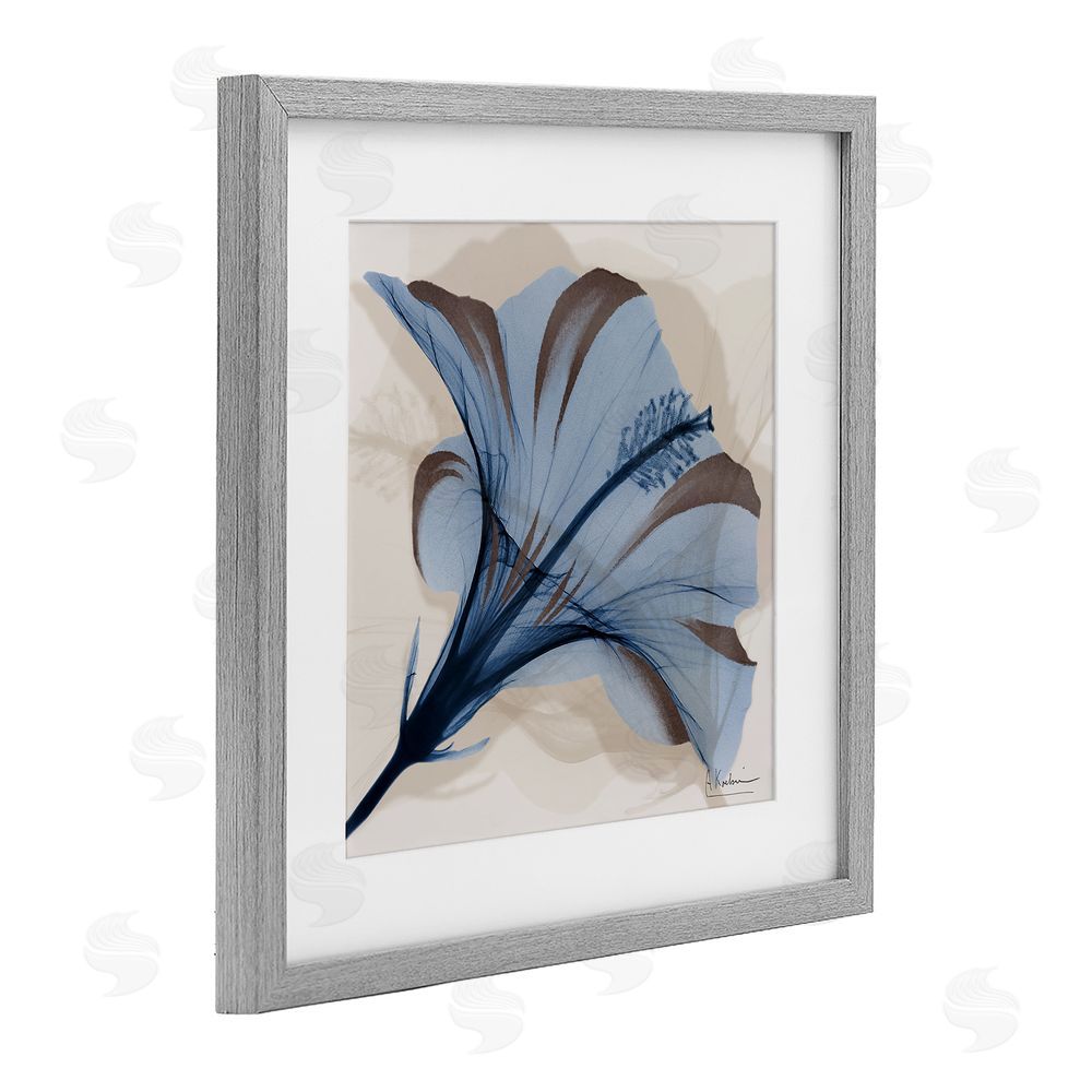 Albert Koetsier Blooming Sapphire Flower Gray Framed Print Under Glass Wall Art