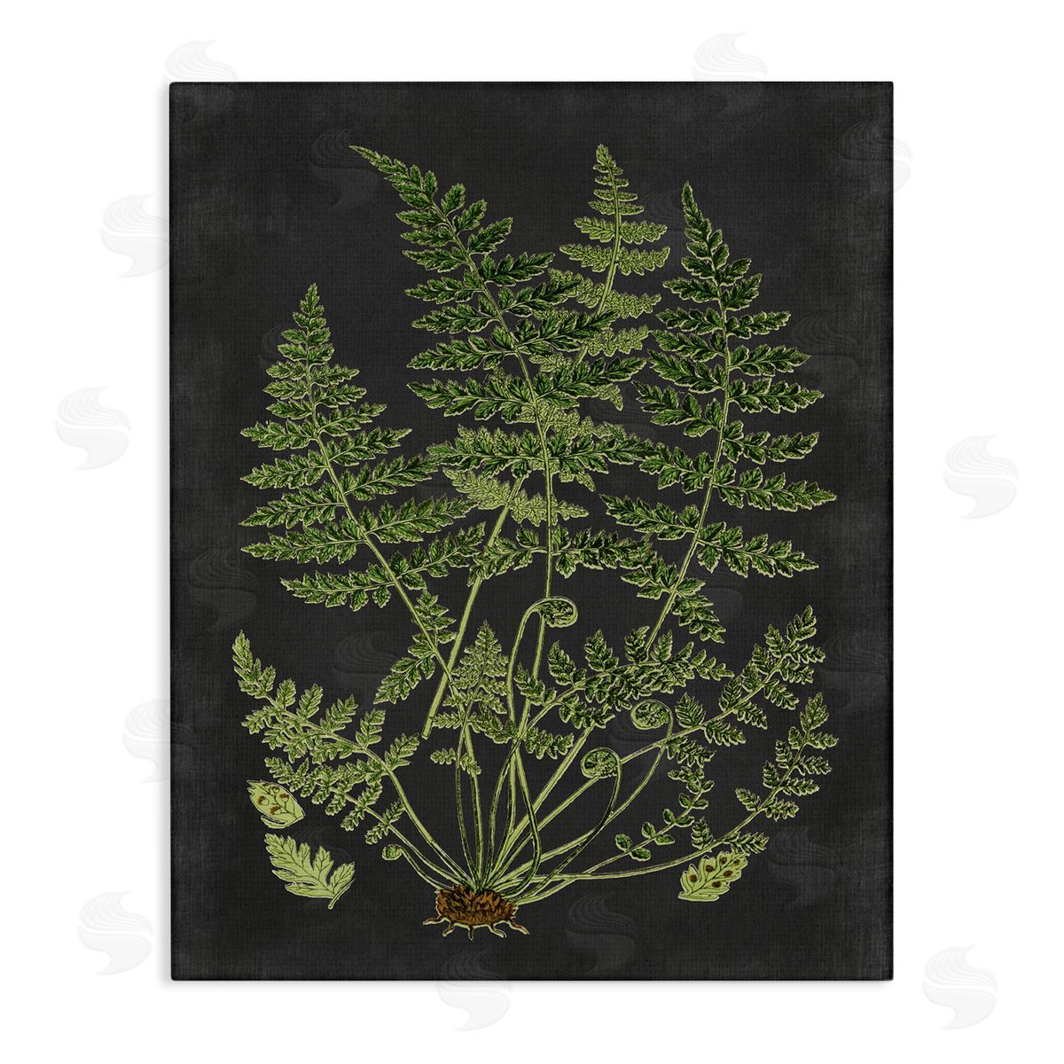 Scientific Botanical Fern Drawing Canvas Wall Art, Home Decor by Lettered and Lined
