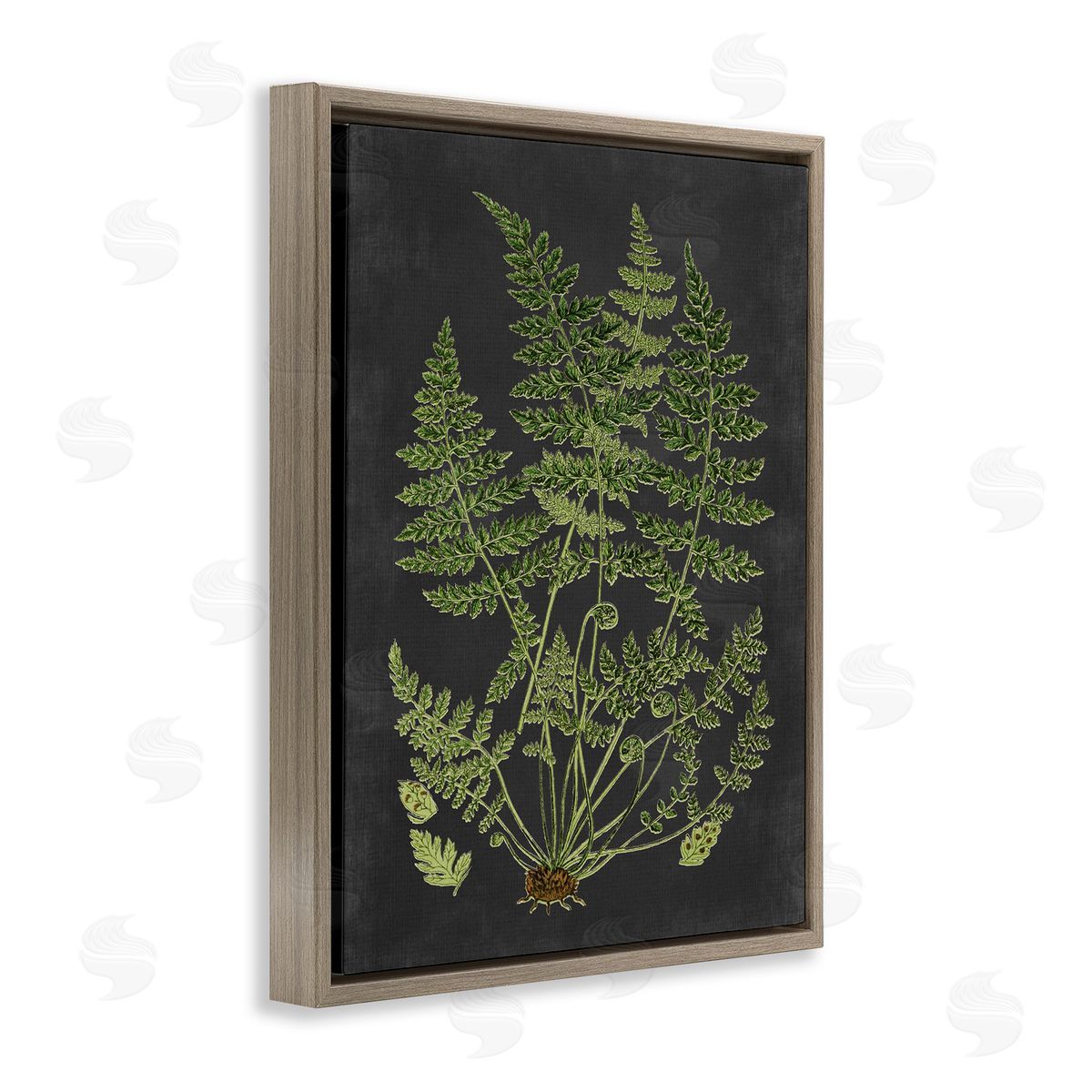 Scientific Botanical Fern Drawing Brown Floating Frame Canvas Wall Art, Home Decor by Lettered and Lined