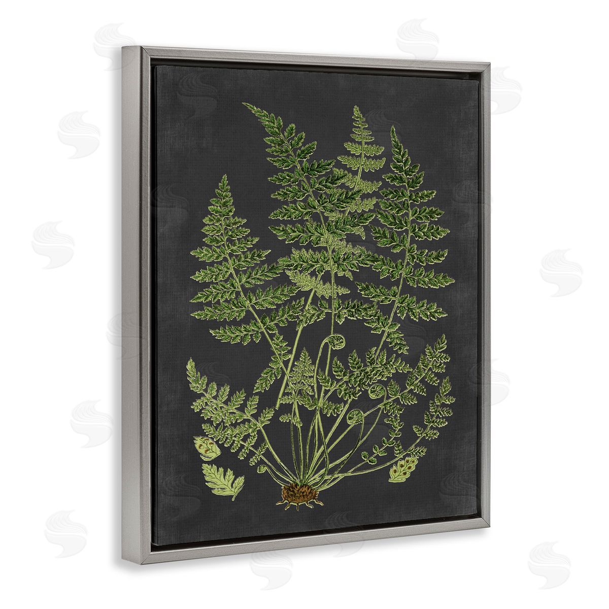 Scientific Botanical Fern Drawing Grey Floating Frame Canvas Wall Art, Home Decor by Lettered and Lined