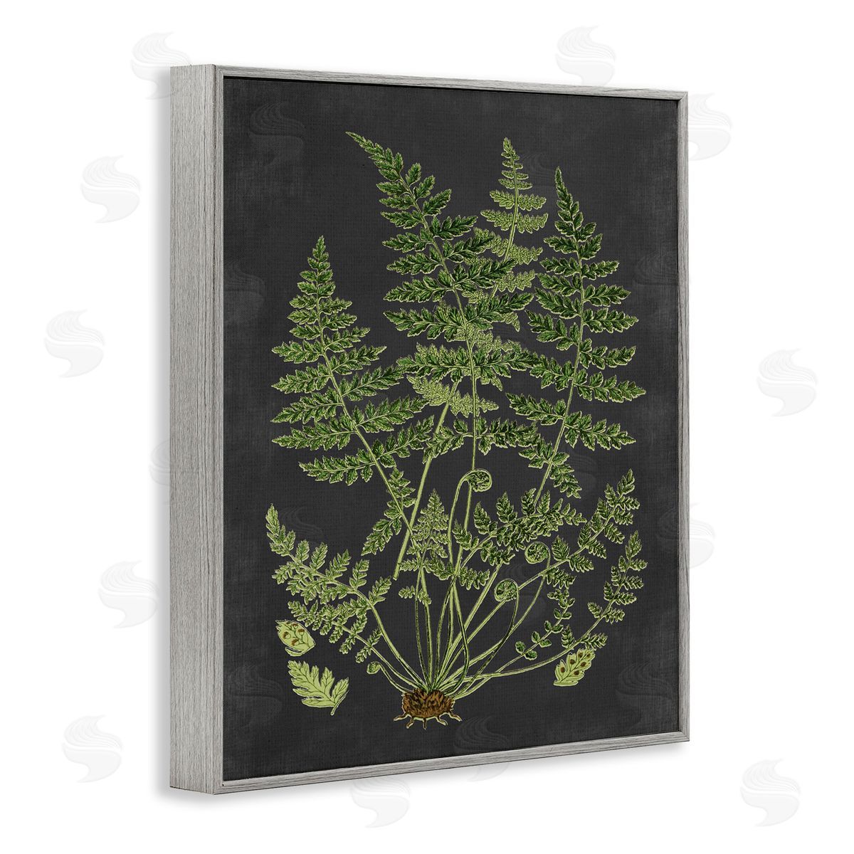 Scientific Botanical Fern Drawing Grey Frame Print Wall Art, Home Decor by Lettered and Lined
