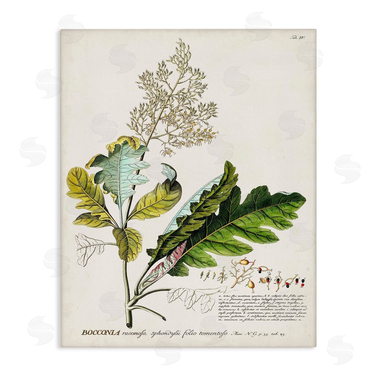 Vintage Botanical Plant Illustration Canvas Wall Art, Home Decor by Unknown