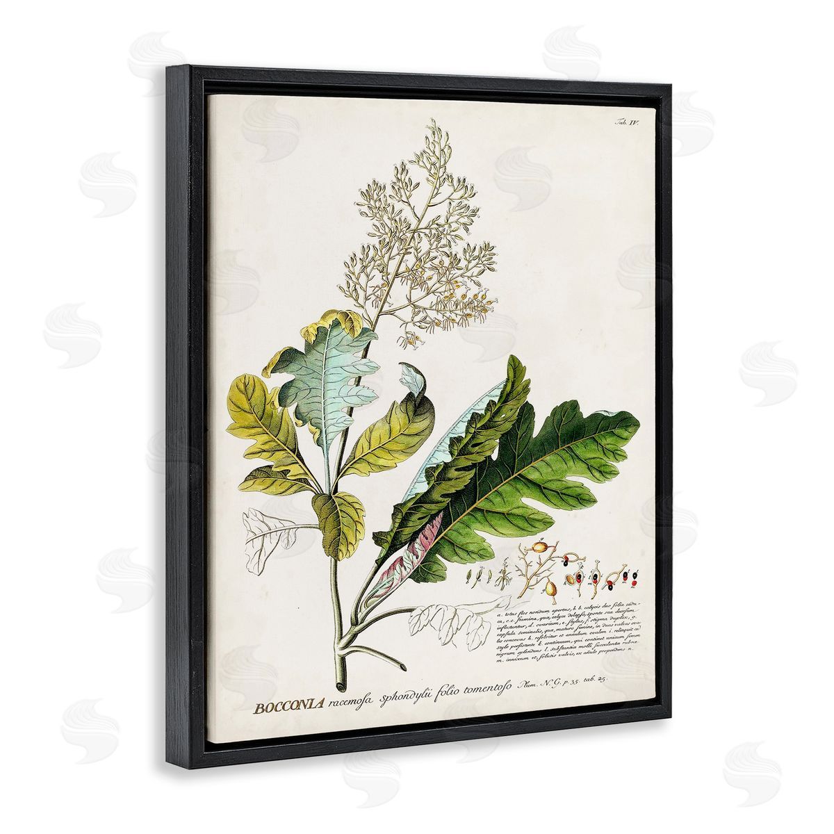 Vintage Botanical Plant Illustration Black Floating Frame Canvas Wall Art, Home Decor by Unknown