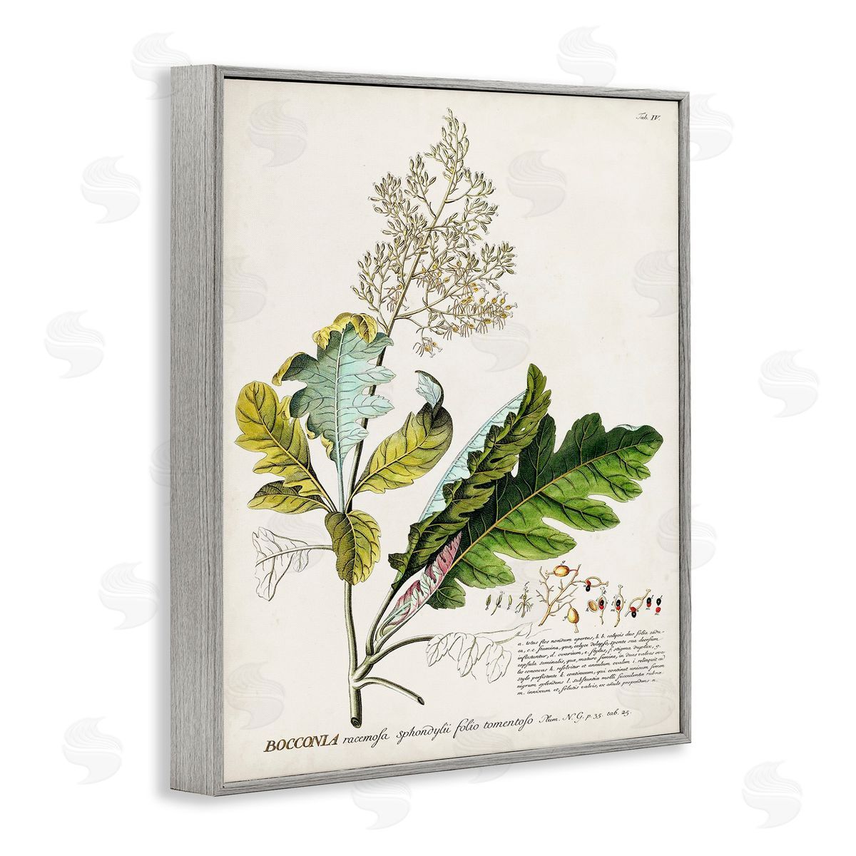 Vintage Botanical Plant Illustration Grey Frame Print Wall Art, Home Decor by Unknown
