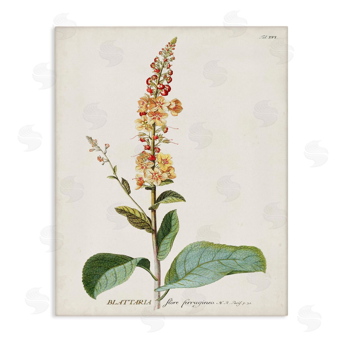Scientific Botanical Plant Canvas Wall Art, Home Decor by Unknown