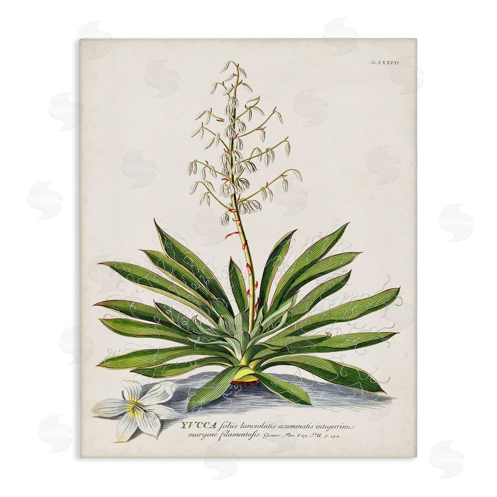 Unknown Botanical Plant Illustration Ferns Vintage Design Stretched Canvas Wall Art Print