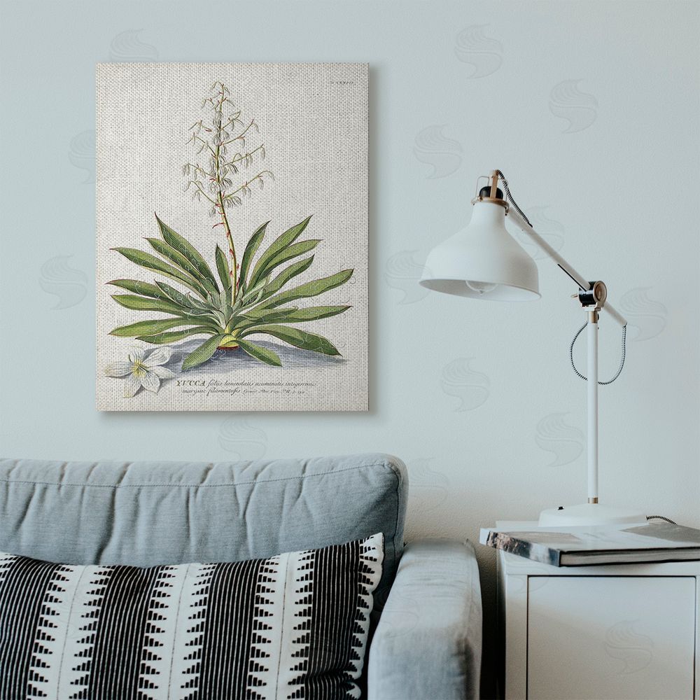 Unknown Botanical Plant Illustration Ferns Vintage Design Stretched Canvas Wall Art in Room