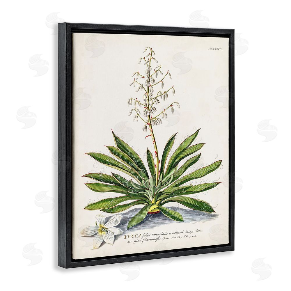 Unknown Botanical Plant Illustration Ferns Vintage Design Black Floating Frame Canvas Wall Art Print