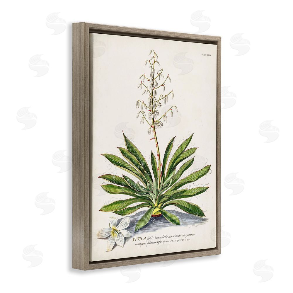 Unknown Botanical Plant Illustration Ferns Vintage Design Brown Floating Frame Canvas Wall Art Print