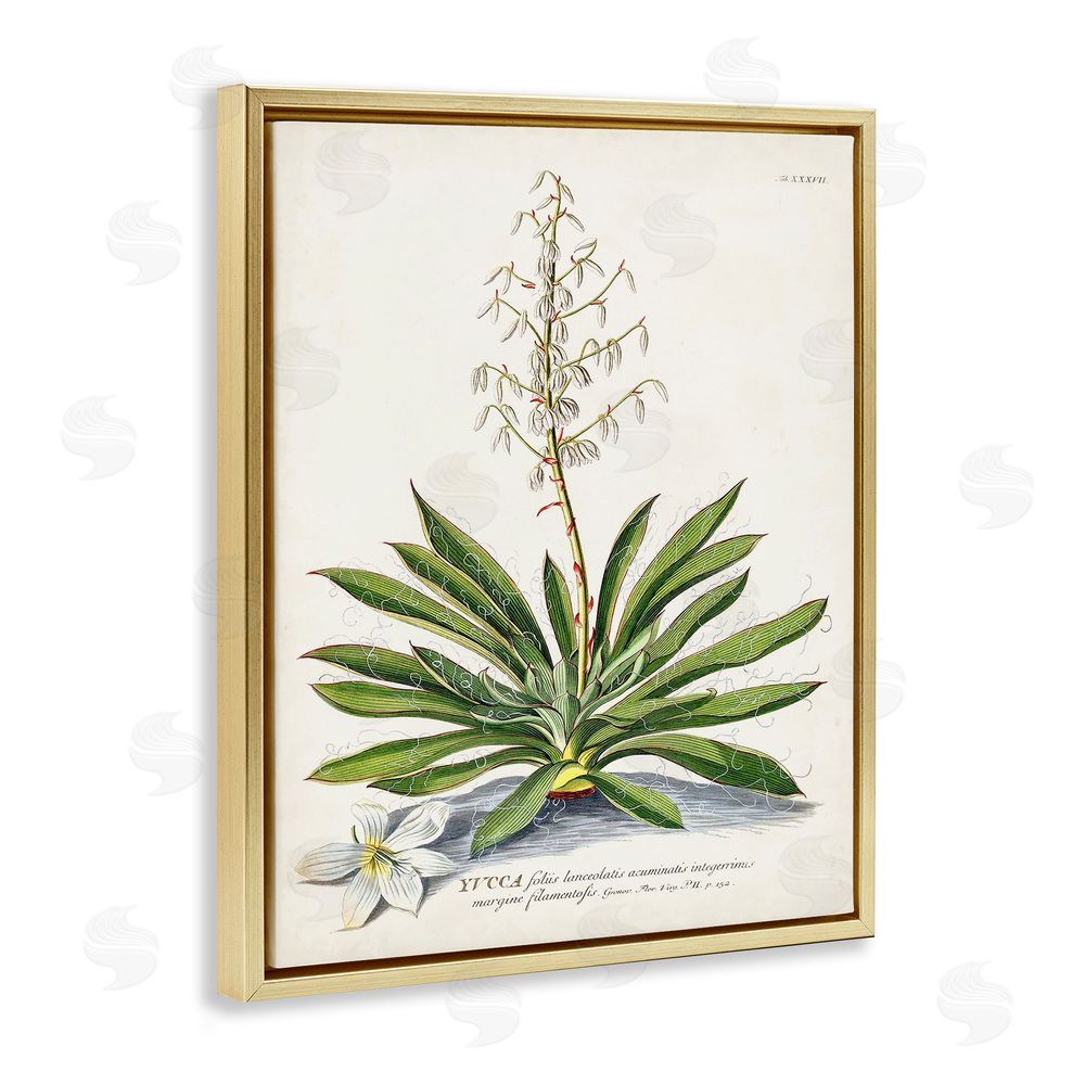 Unknown Botanical Plant Illustration Ferns Vintage Design Gold Floating Frame Canvas Wall Art Print