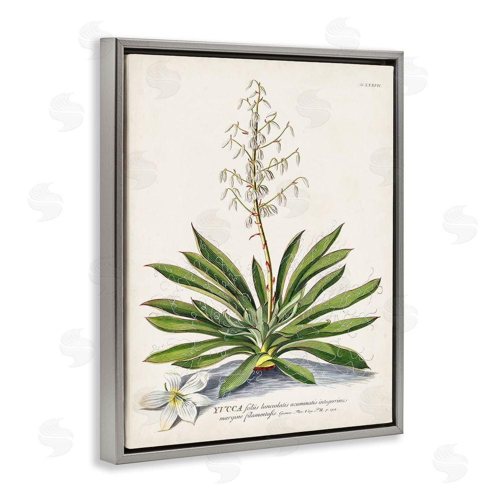 Unknown Botanical Plant Illustration Ferns Vintage Design Gray Floating Frame Canvas Wall Art Print