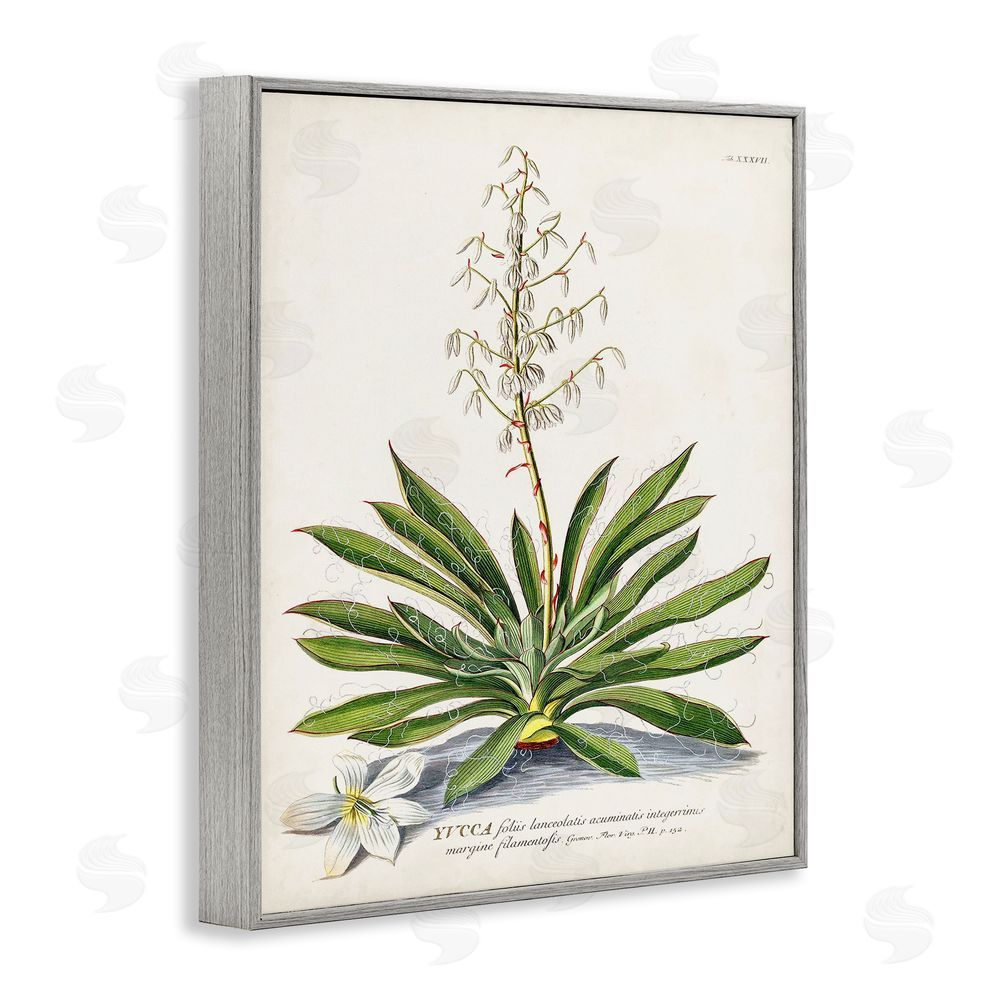 Unknown Botanical Plant Illustration Ferns Vintage Design Gray Framed Giclee Wall Art Print