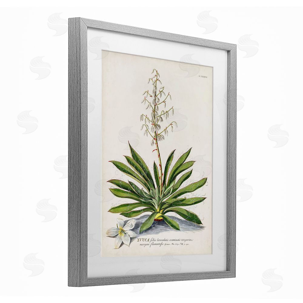 Unknown Botanical Plant Illustration Ferns Vintage Design Gray Framed Print Under Glass Wall Art