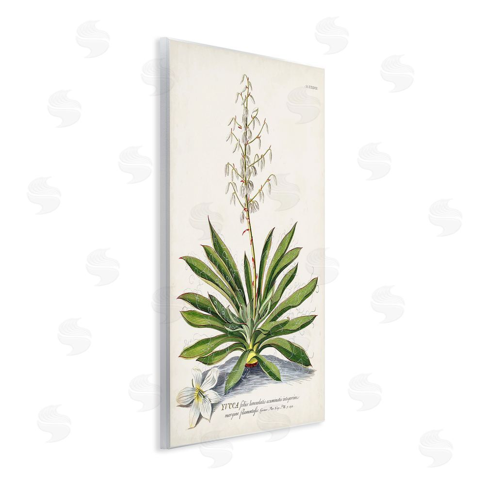 Unknown Botanical Plant Illustration Ferns Vintage Design Wooden Wall Plaque Art Print