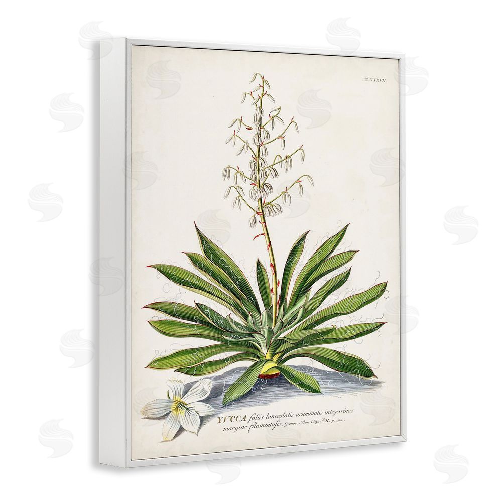 Unknown Botanical Plant Illustration Ferns Vintage Design White Framed Giclee Wall Art Print