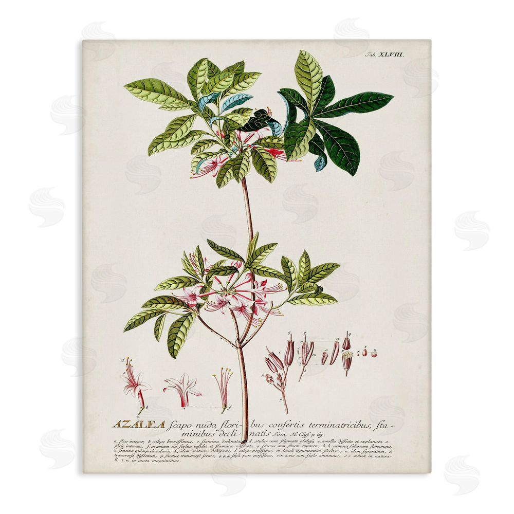Unknown Botanical Plant Illustration Pink Flowers Vintage Design Stretched Canvas Wall Art Print
