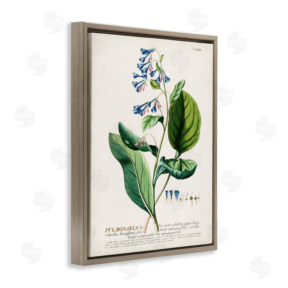 Botanical Blue Flowers Vintage Design Brown Floating Frame Canvas Wall Art, Home Decor by Unknown