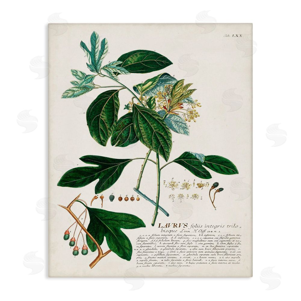 Unknown Botanical Plant Illustration Green Leaves Vintage Design Stretched Canvas Wall Art Print