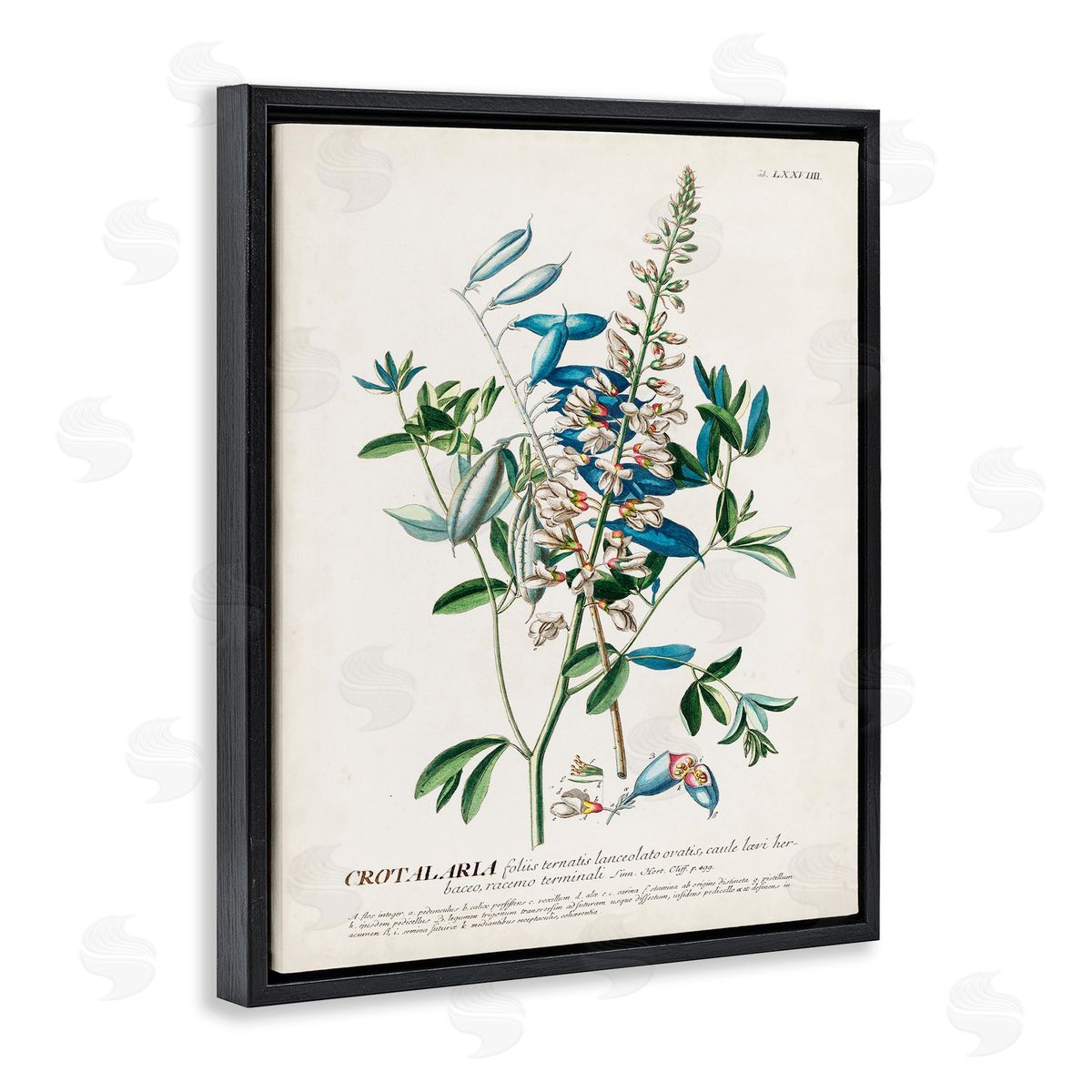 Flowers And Leaves Vintage Design Black Floating Frame Canvas Wall Art, Home Decor by Unknown